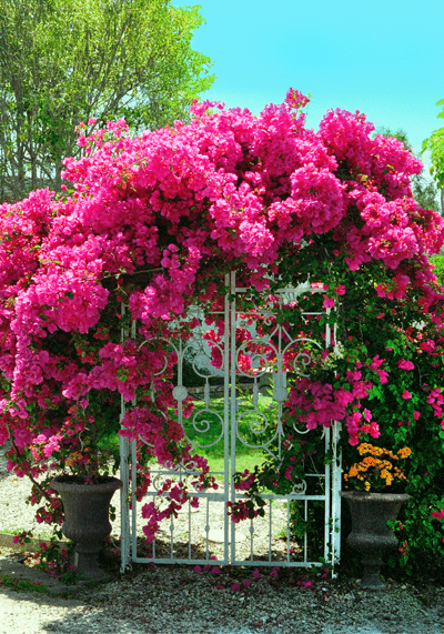 Bougainvilla